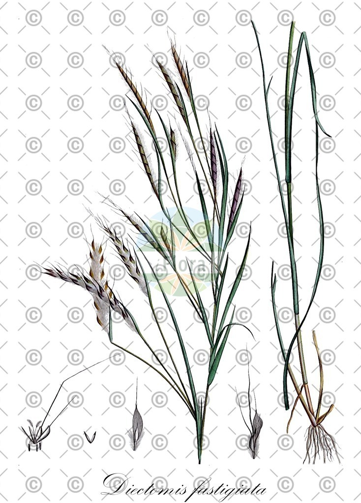 HistAbb_wfo-0000388430_1_ENZY_Simple | Historische Abbildung von Diectomis fastigiata - Poaceae | Historical Illustration of Diectomis fastigiata - Poaceae