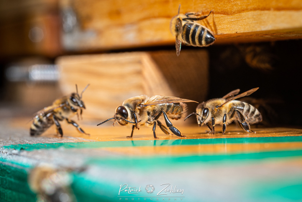 Workingbees-Zöchling (7) | Patrick Zöchling - Realisiert mit Pictrs.com