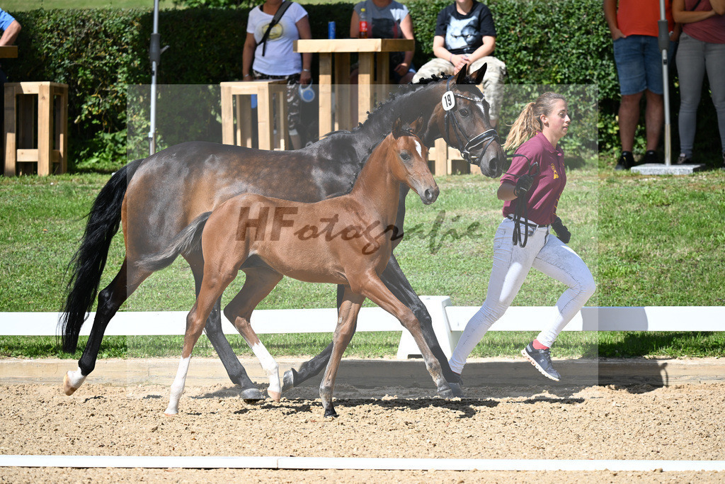 Kat-Nr. 19 HF DSP Va Bene x Rubin Royal_Haegler_27230265 | hf-fotografie - Realisiert mit Pictrs.com