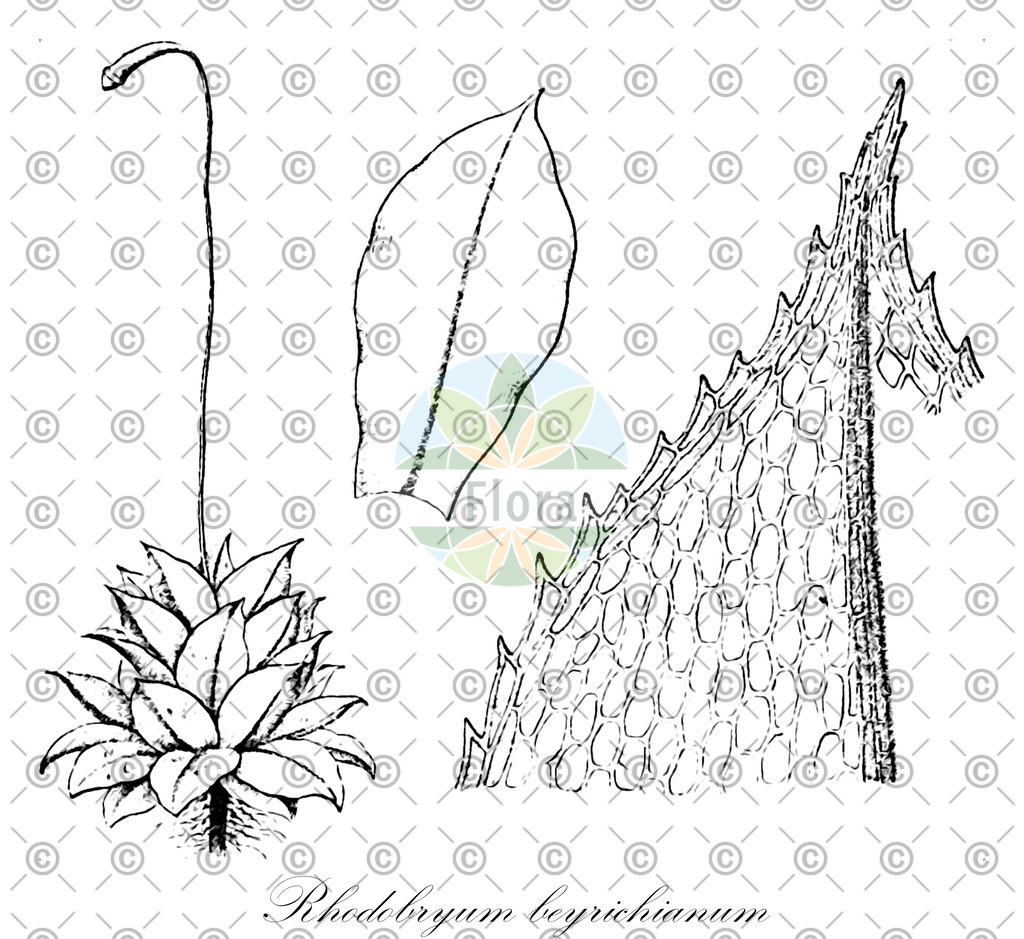 HistAbb_wfo-1000059285_1_ENZY_Simple | Historische Abbildung von Rhodobryum beyrichianum - Bryaceae | Historical Illustration of Rhodobryum beyrichianum - Bryaceae