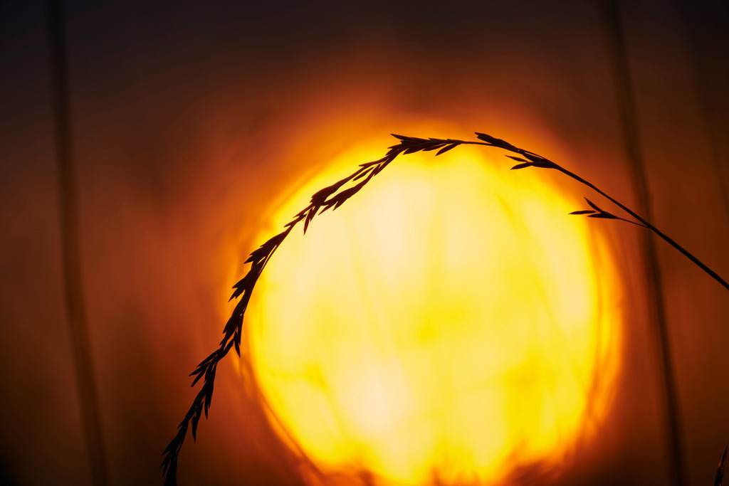 Graeser im Sonnenlicht | Rohrbrunn, Austria - July 03, 2015: Graeser im Sonnenlicht. - Realisiert mit Pictrs.com