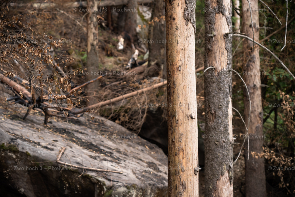 Obere_Affensteinpromenade_Nahe_Rollenturm_Baumstamm_Rinde | 2022-09-02_Waldbrandgebiete_2 - Realisiert mit Pictrs.com