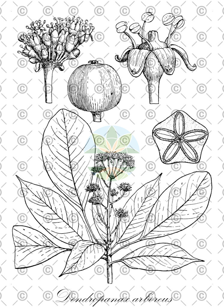 HistAbb_wfo-0000641155_1_ENZY_Simple | Historische Abbildung von Dendropanax arboreus - Araliaceae | Historical Illustration of Dendropanax arboreus - Araliaceae