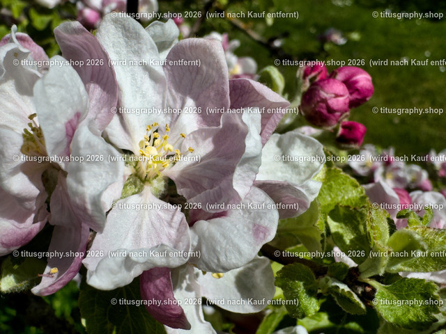 titusgraphy_IMG_3176-hdh-ln | titusgraphy-shop: Geschenkideen mit Qualitätsfotos. titusgraphy-shop: gift ideas with quality photos. titusgraphy-shop: idées cadeaux avec photos de qualité.  - Realisiert mit Pictrs.com