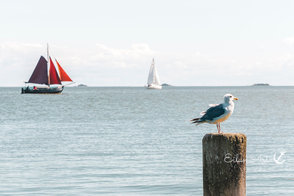 EAF_5316 | Eilun-Art-Fotografie Levke Martens, ihre Fotografin für Immobilien- und Landschaftsfotografie auf Föhr, Föhrer Motive als Poster, Leinwand, hinter Acrylglas oder stelle dir deinen eigenen Monatskalender zusammen, mit nur einem Klick
