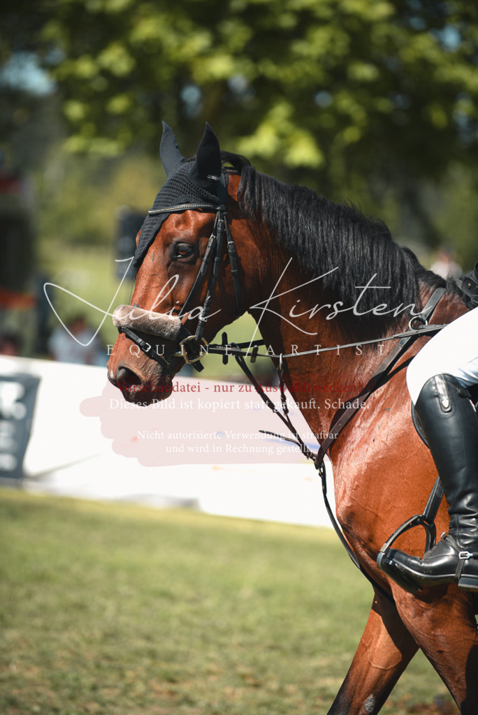 DSC_6983 | Pferde- und Turnierfotografie in Westsachsen. Pferdeportraits, Auftragszeichnungen und intuitive Kunst.