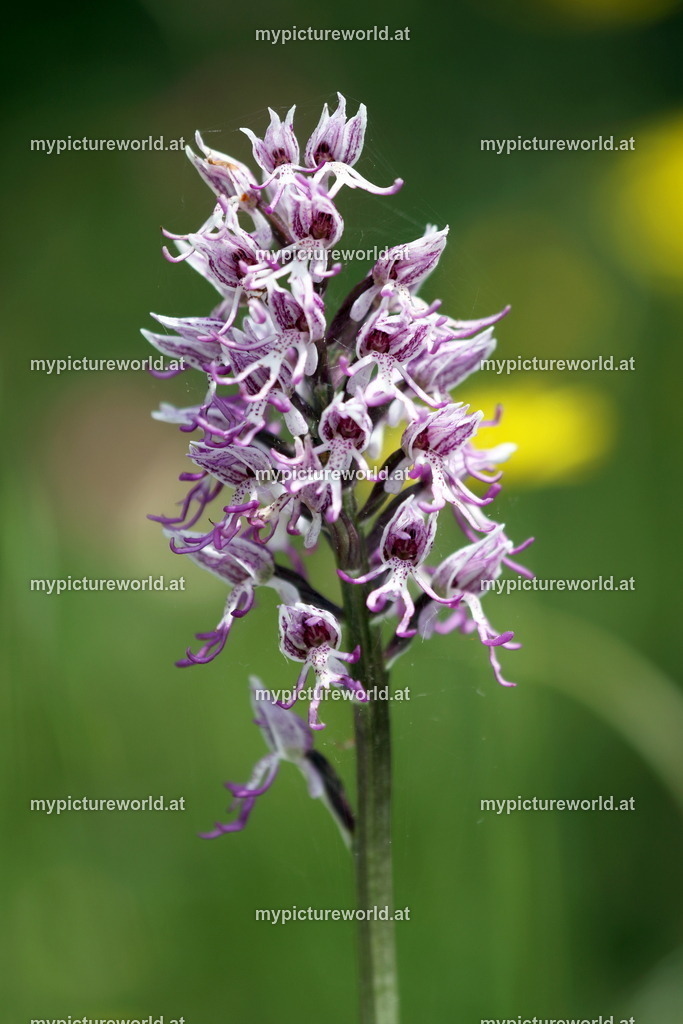 Affenknabenkraut-006 | Das Bilderarchiv über Tiere, Planzen und Landschaften. In der Bilddatenbank finden Sie ein große Auswahl an hochwertigen Bilder für Ihre Werbung - Realized with Pictrs.com