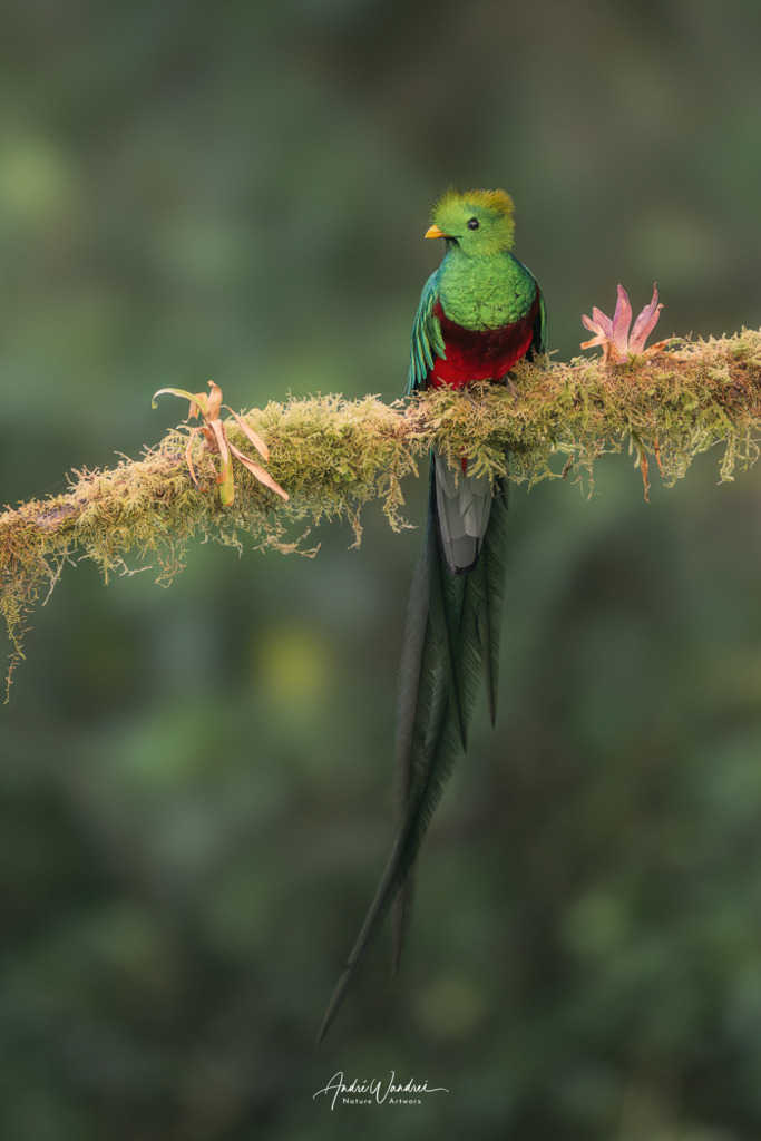 Dschungelgeist mit Schweif | Andre Wandrei - Nature Artworx - Realisiert mit Pictrs.com