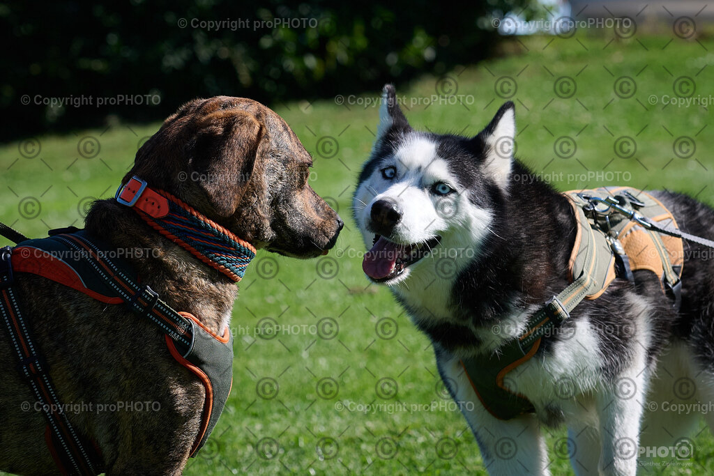 040_202509_4Hundebadetag_NZ9_2206 | proPHOTO - Realisiert mit Pictrs.com