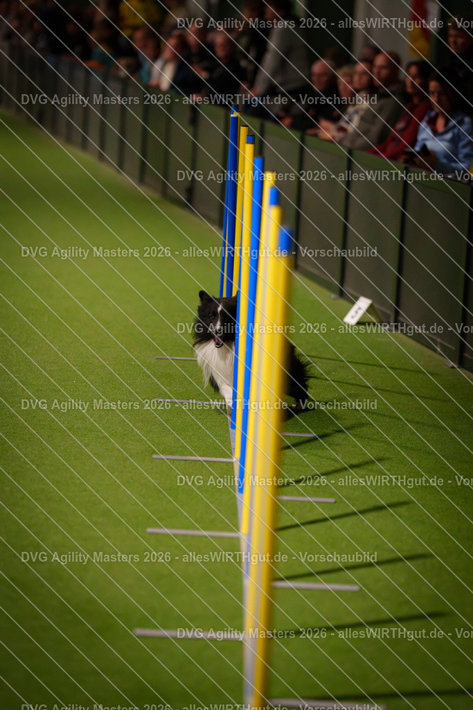 allesWIRTHgut_Tierfotografie-DVG_Agility_Masters_2026-17_06-7R505067 | Professionelle Tierfotografie in Mönchengladbach von Daniel Wirth (allesWIRTHgut). Liebevolle & natürliche Bilder von Hunden & Katzen für unvergessliche Erinnerungen.