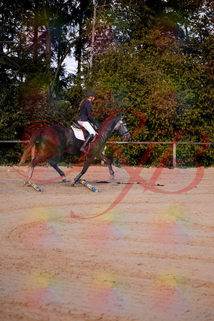 2026_10_03_Siefer-Hof_144830_Z81_25894666 | Professionelle Reitsport-, Turnier- und Eventfotografie von Robert Broda. Galerien mit ausgewählten und bearbeiteten Bildern direkt online ansehen und bestellen.