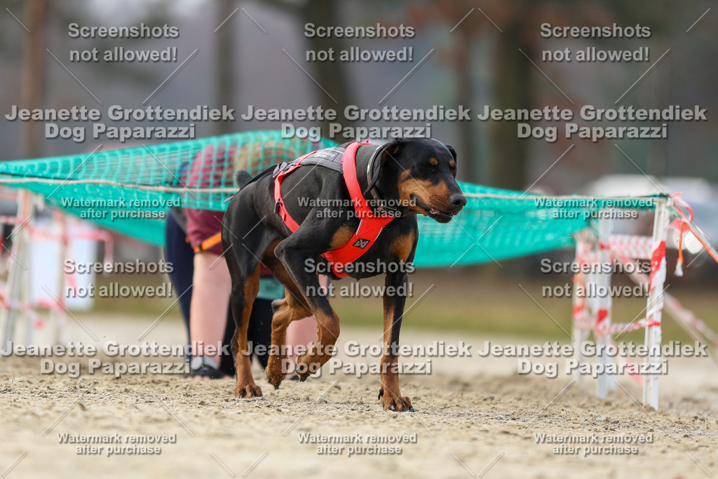 Dog Paparazzi - Strongdog North Mrz26-4703 | Dog Paparazzi Jeanette Grottendiek Fotografie & Videografie - Realisiert mit Pictrs.com