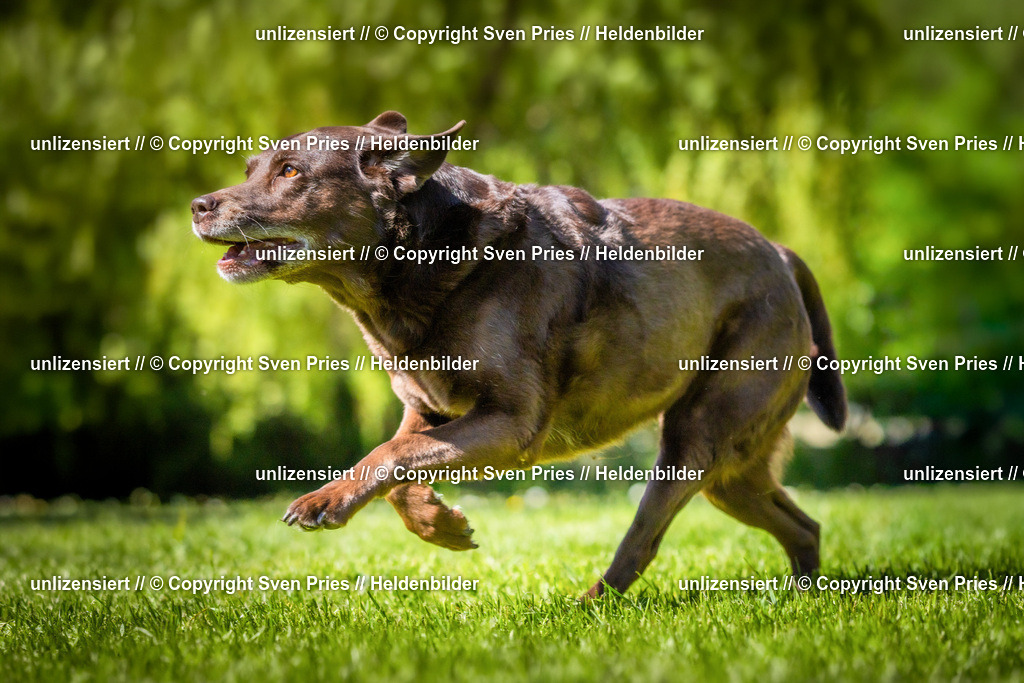 Hunderennen_April_2026_845 | 2026-04-26 - Hunderennen Baden-Oos April 2026 - Realisiert mit Pictrs.com