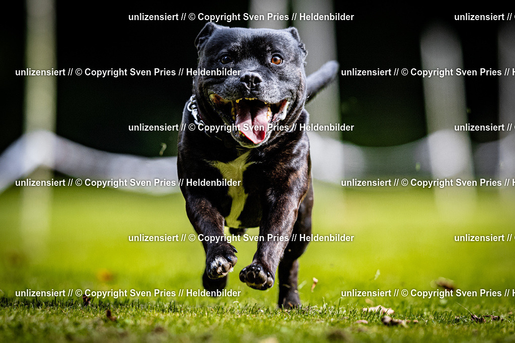 Sven Pries | 2025-10-03 - Hunderennen Obergrombach - Realisiert mit Pictrs.com