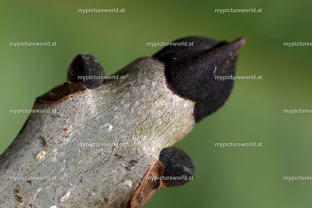 Gemeine Esche-002 | Das Bilderarchiv über Tiere, Planzen und Landschaften. In der Bilddatenbank finden Sie ein große Auswahl an hochwertigen Bilder für Ihre Werbung - Realisiert mit Pictrs.com