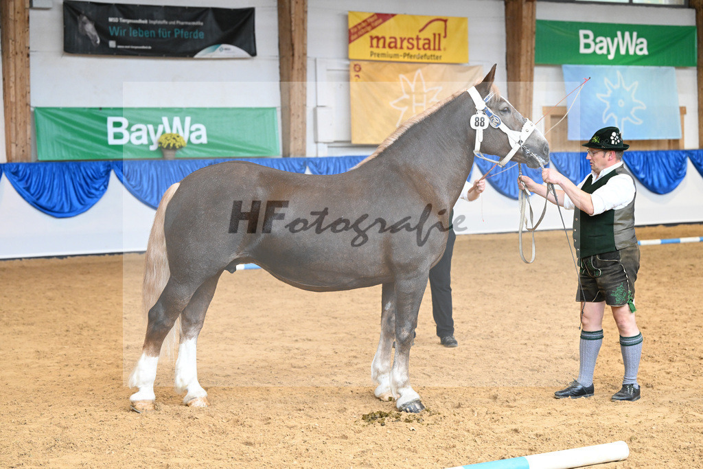 Kat-Nr. 88 Esmeralda S_Schelle_53220508 | hf-fotografie - Realisiert mit Pictrs.com