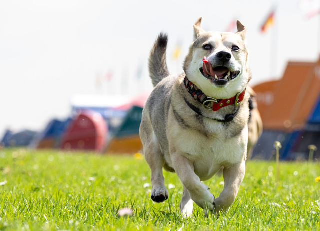 Hund Anton an der Nordsee | Wandbilder, Landschaftsbilder, Wandschmuck, Foto-Tassen, Foto Abzüge, Geschenkartikel, eigene Fotos auf Produkte bringen, Foto-Magnete, Motive von Wandschmuck4you auf Produkte bringen, Lizenzen für Bilder kaufen