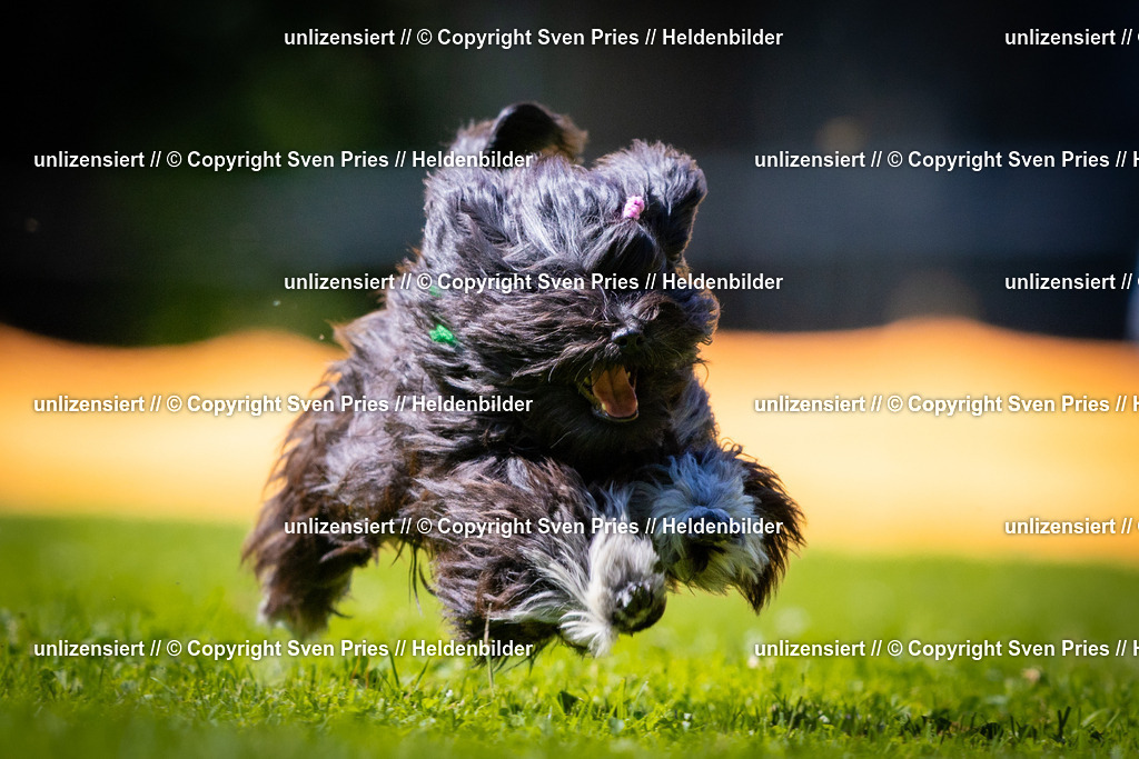 Sven Pries | 2025-08-10 - Hunderennen Durlach - Realisiert mit Pictrs.com