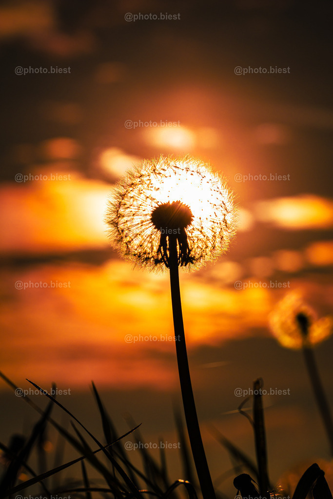 Pustesonne | Pusteblume im Sonnenuntergang. - Realisiert mit Pictrs.com