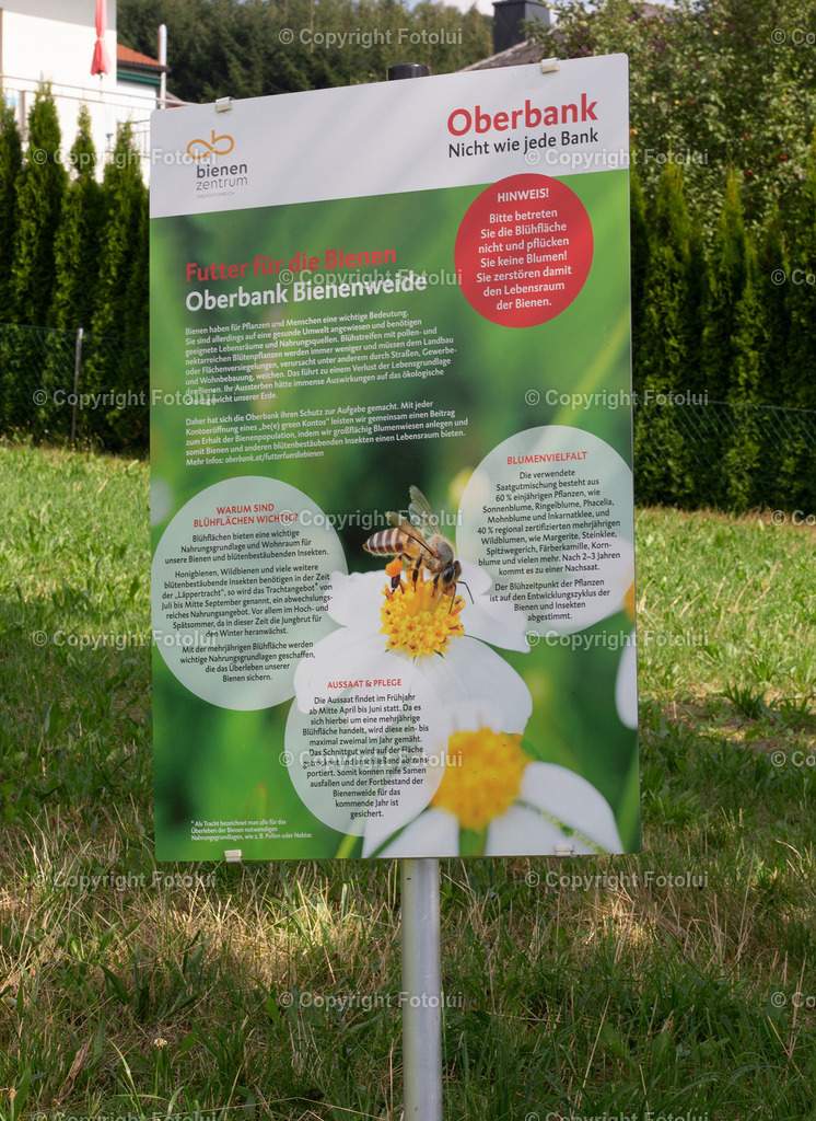 OBERBANKBIENENWIESE_260822_02 | bilder, linz, photo, foto, fussball, sport, fotolui, bundesliga