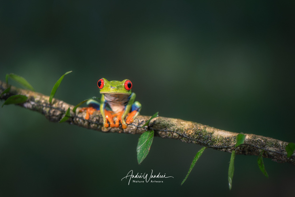 Ich hab dich im Blick | Andre Wandrei - Nature Artworx - Realisiert mit Pictrs.com