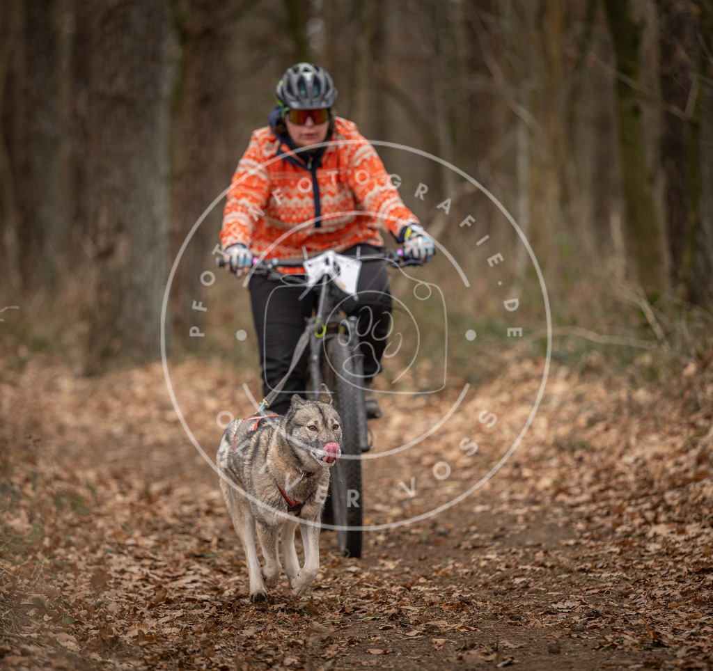 Pfotenfotografie_DV3A7130 | Hundefotografie, Tierfotograf, Pfotenfotografie, Fotoshooting Hund, Hunde Portrait, Hundesport, Hundeportraits, Heideshooting, Hunde, Sportfotograf, Hundefotograf, Turnierhundsport, THS,  - Realisiert mit Pictrs.com