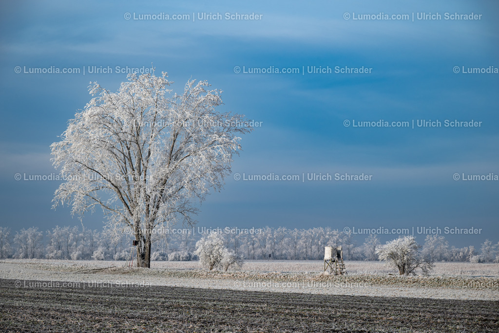 10049-13445 - Winterzauber im Großen Bruch | Stockfoto und Bilderpool mit Bildmaterial aus Deutschland, dem Harz, Halberstadt, Quedlinburg, Wernigerode und weltweit. Qualitativ hochwertige und professionelle Fotos anschauen und kaufen. - Realisiert mit Pictrs.com