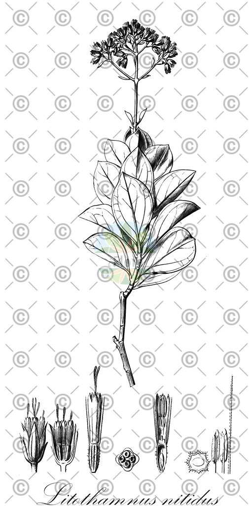 HistAbb_wfo-0000878327_1_ENZY_Simple | Historische Abbildung von Litothamnus nitidus - Asteraceae | Historical Illustration of Litothamnus nitidus - Asteraceae