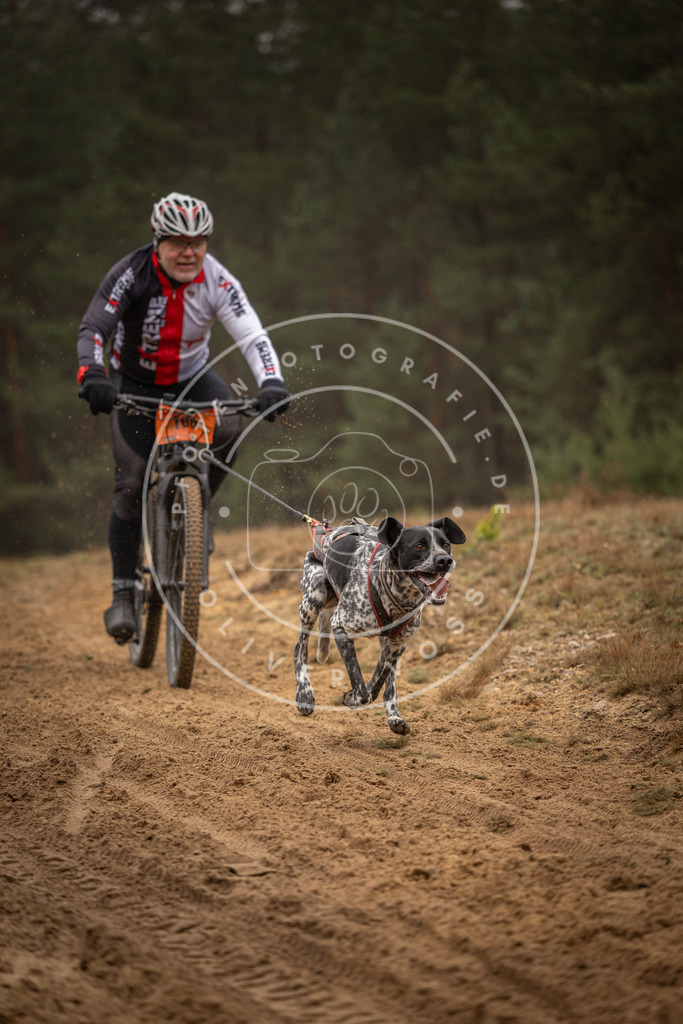 Pfotenfotografie_DV3A3279 | Hundefotografie, Tierfotograf, Pfotenfotografie, Fotoshooting Hund, Hunde Portrait, Hundesport, Hundeportraits, Heideshooting, Hunde, Sportfotograf, Hundefotograf, Turnierhundsport, THS,  - Realisiert mit Pictrs.com