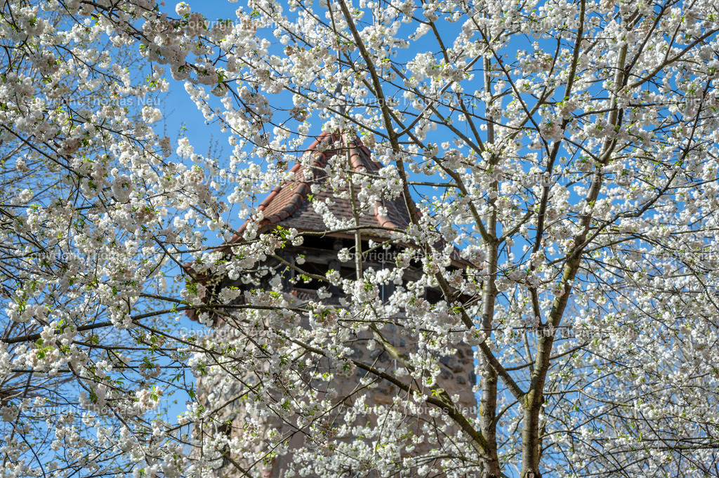 rinnentorturm-bensheim-fruehling-blueten-bergstrasse-Fotografie-Thomas_Neu.jpg-15 | Das Rinnentor in Bensheim, ein Wahrzeichen der Stadt, /Wikipedia: Der Rinnentorturm ist ein Rest der mittelalterlichen Stadtbefestigungsanlage, die im 13. und 14. Jahrhundert zur Sicherung der Stadt Bensheim errichtet wurde. Das Rinnentor, so wird heute vermutet, sollte den westlichen Abfluss der Lauter aus der Stadt heraus sichern. Ursprünglich bestand das Rinnentor aus einem mittleren Baukörper mit hohen Korbbogenöffnungen sowie Schlüsselscharten in der westlichen Mauer des Wehrganges. Im Norden fügte sich der heutige Rinnentorturm an, weiter südlich der Sicherungsbau. In der ersten Hälfte des 18. Jahrhunderts wurde die Lauter nach Norden verlegt und die südliche Stadtmauer abgebrochen, um einen westlichen Stadtausgang zu schaffen. 1885 wurde dann dieses Stadttor auf Betreiben einiger Bürger bis auf den heutigen Rinnentorturm abgebrochen. Als Gründe wurden verkehrstechnische Probleme (eine zu enge Durchfahrt für Kutschen) sowie eine angebliche Baufälligkeit angeführt. Die Stadt Bensheim gab damit eines ihrer Wahrzeichen auf. Ein Verlust, den man bald realisierte und der noch heute im Bewusstsein vieler Bensheimer Bürger vorhanden ist.[1],Bild: Thomas Neu