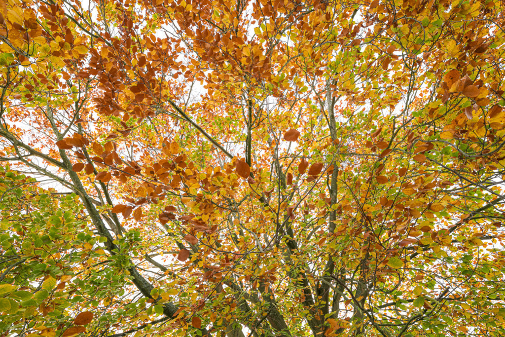 Buchenzweige im Herbst | Durch ihre leuchtenden Farben und die dynamische Anordnung der Zweige erfreuen diese Buchenblätter im Herbst. — Auflösung des Originals: 8256 x 5504 px. - Realisiert mit Pictrs.com