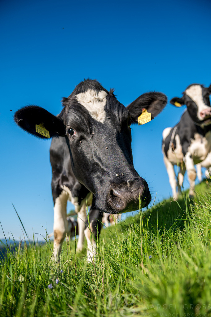 portrait of a happy swiss cow on a meadow in Emmental | Die ideale Geschenkidee für Naturliebhaber. Naturbilder von Marcel Gross Photography für ihr Zuhause in den verschiedensten Formaten und Materialien. - Realisiert mit Pictrs.com
