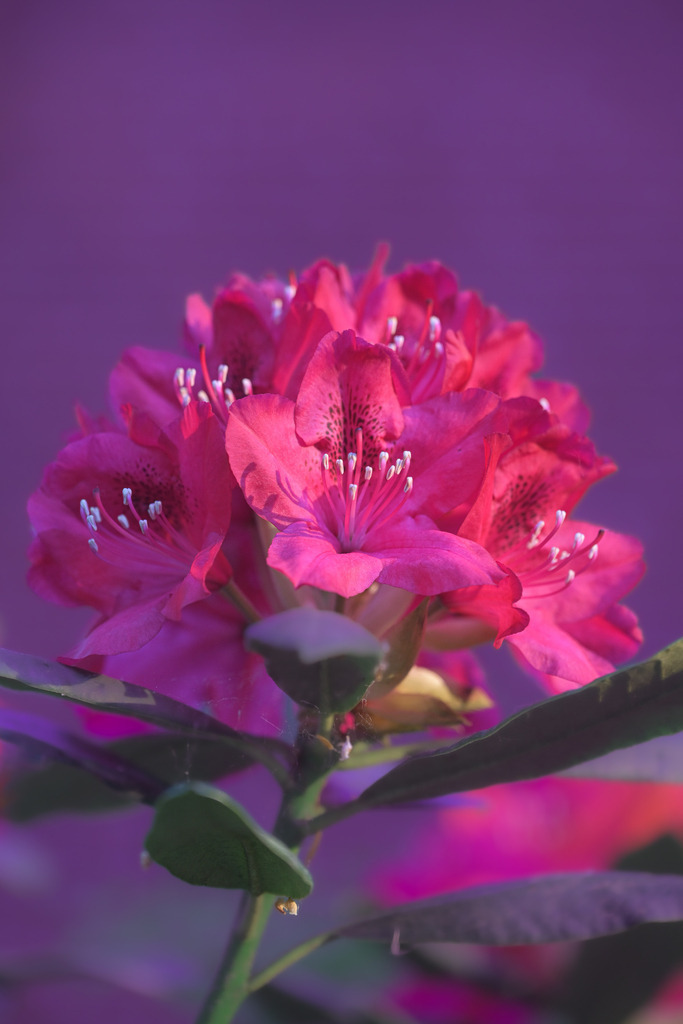 Z73_4967 | Freier Fotograf aus Itzehoe. Kontakt via instagram.com/f0t0kunst/ - Realisiert mit Pictrs.com