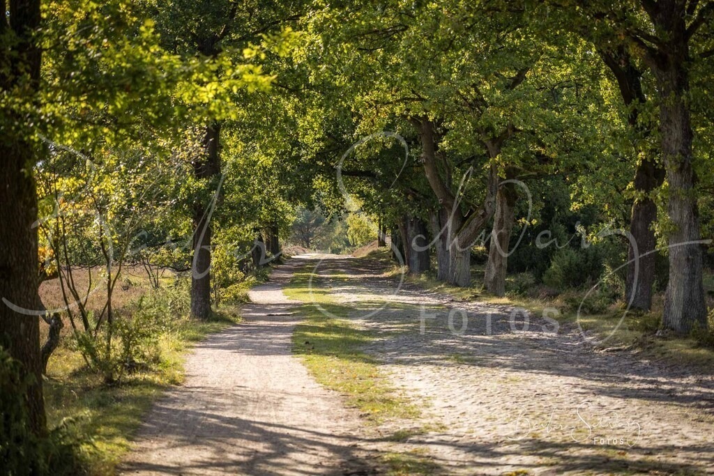 DdLH-Allee_2025-09-20_01 | Fotografie, Veranstaltungs-Fotografie, Pferde-Fotografie, Landschafts-Fotografie, Reise-Fotografie - Realisiert mit Pictrs.com