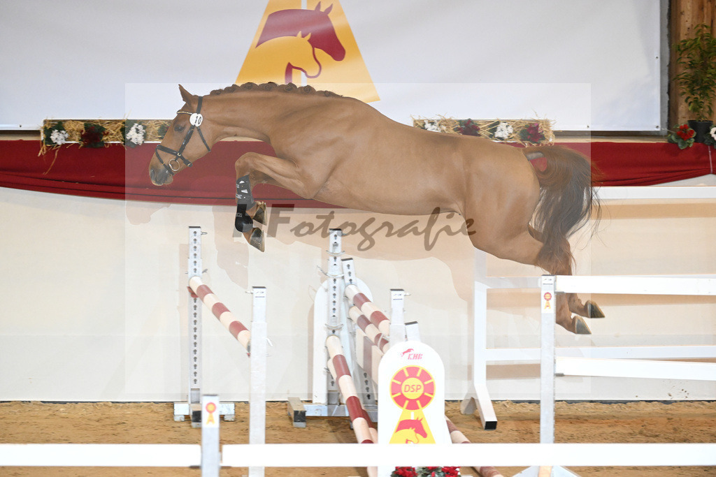 Kat-Nr. 10 Cicero Z_Wieneke_1230768 | hf-fotografie - Realisiert mit Pictrs.com