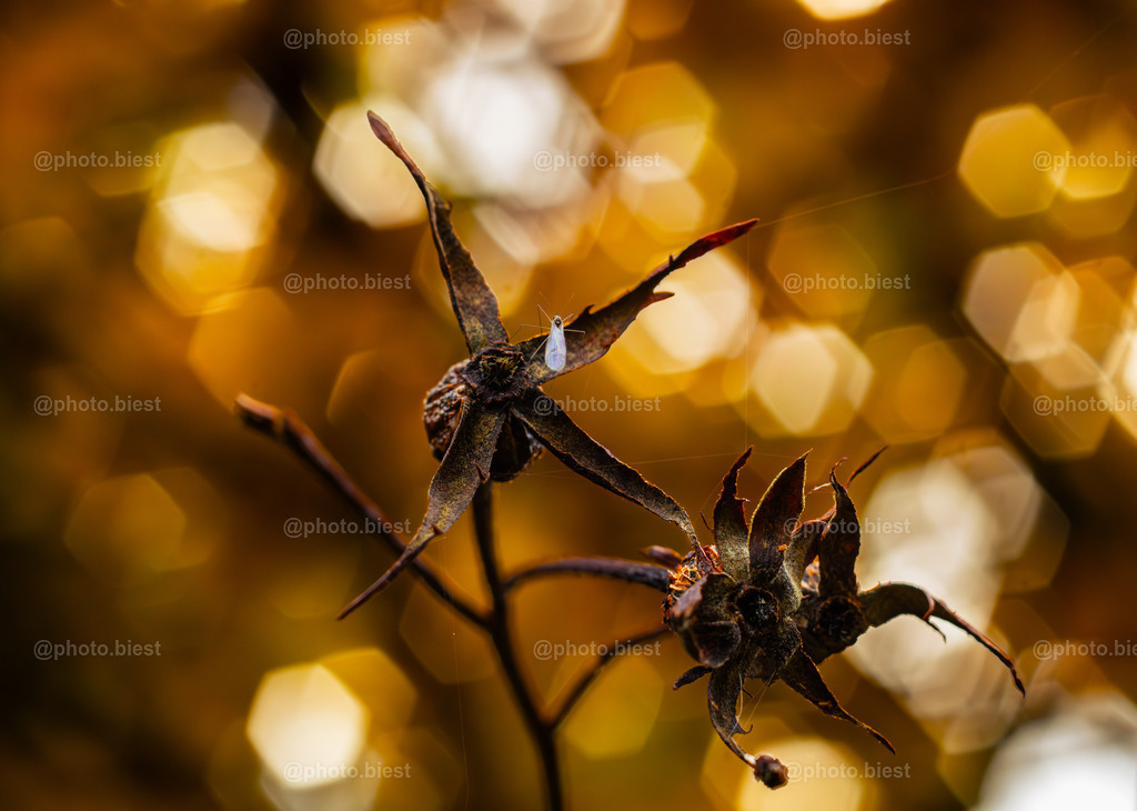 Golden Glitter | Eine Hagebutte mit kleinem Insekt. - Realisiert mit Pictrs.com