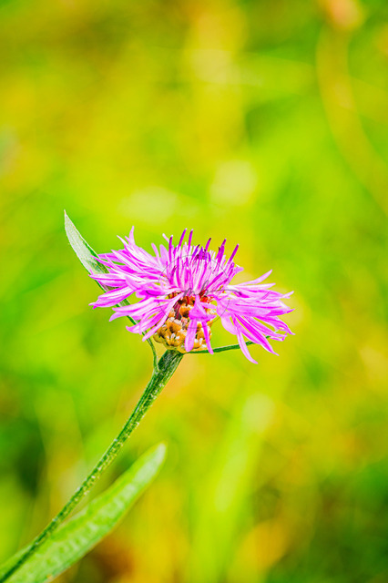 Blüte einer Kornblume | Professionelle Natur- & Landschaftsfotos als Poster, auf Leinwand & viele mehr. Wähle aus einer Vielzahl an Formaten & Materialien Dein perfektes Bild. - Realisiert mit Pictrs.com