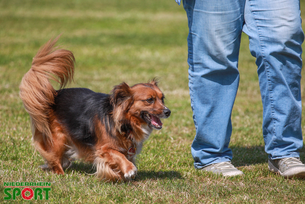Polo_Willich_070623_052 | Bildergalerie von Sport-Ereignissen aber auch von weiteren spannenden Dingen - nicht nur vom Niederrhein. In Anlehnung an den bekannten Spruch von Hanns Dieter Hüsch heißt das Motto: "Niederrhein ist überall".  - Realisiert mit Pictrs.com