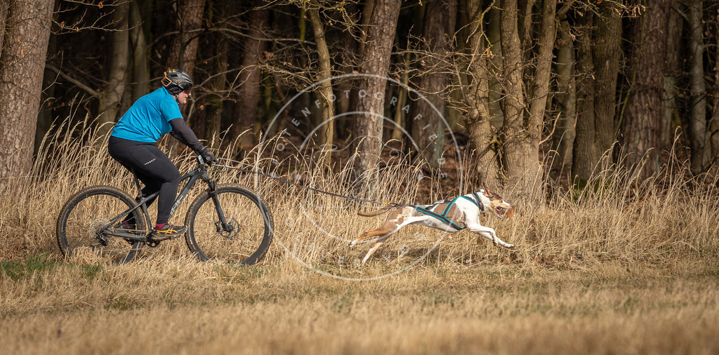 DV3A4363 | Hundefotografie, Tierfotograf, Pfotenfotografie, Fotoshooting Hund, Hunde Portrait, Hundesport, Hundeportraits, Heideshooting, Hunde, Sportfotograf, Hundefotograf, Turnierhundsport, THS,  - Realisiert mit Pictrs.com