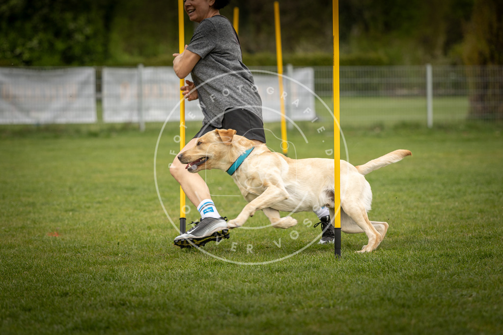 Pfotenfotografie_DV3A7977 | Hundefotografie, Tierfotograf, Pfotenfotografie, Fotoshooting Hund, Hunde Portrait, Hundesport, Hundeportraits, Heideshooting, Hunde, Sportfotograf, Hundefotograf, Turnierhundsport, THS,  - Realisiert mit Pictrs.com