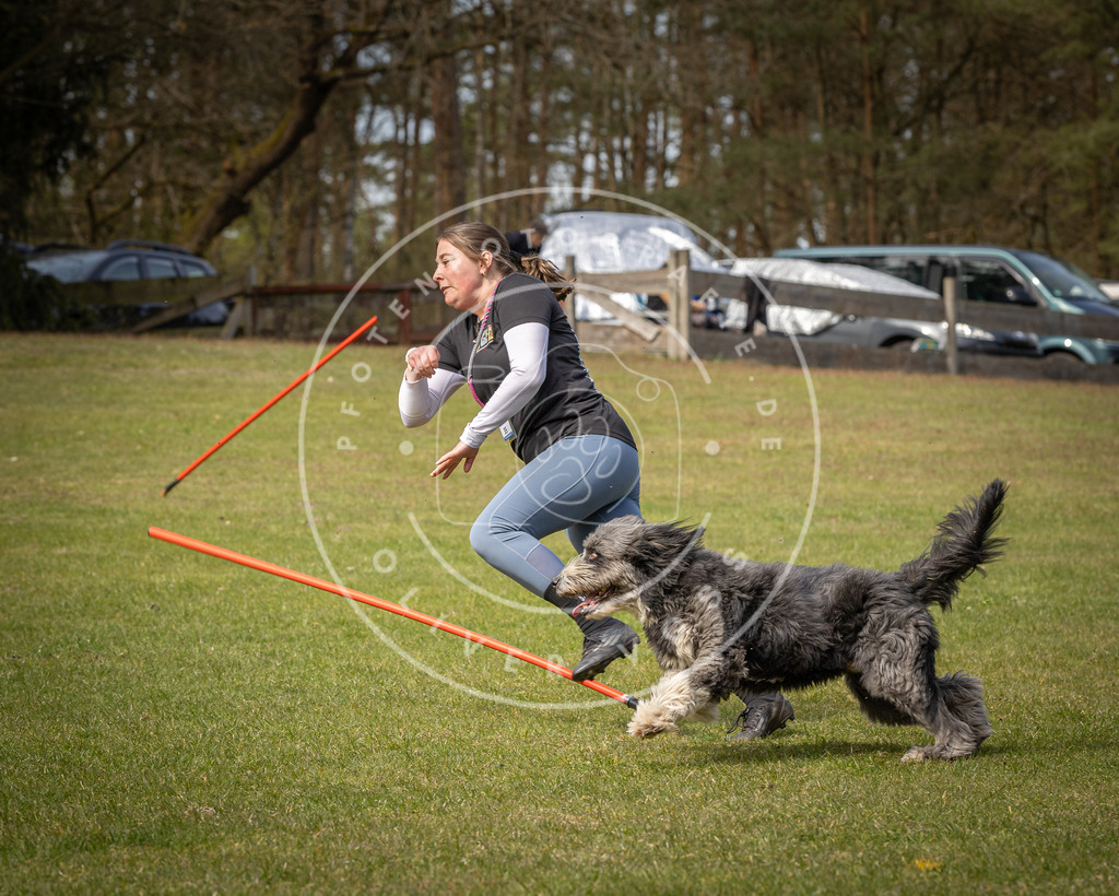 Pfotenfotografie_DV3A7384 | Hundefotografie, Tierfotograf, Pfotenfotografie, Fotoshooting Hund, Hunde Portrait, Hundesport, Hundeportraits, Heideshooting, Hunde, Sportfotograf, Hundefotograf, Turnierhundsport, THS,  - Realisiert mit Pictrs.com