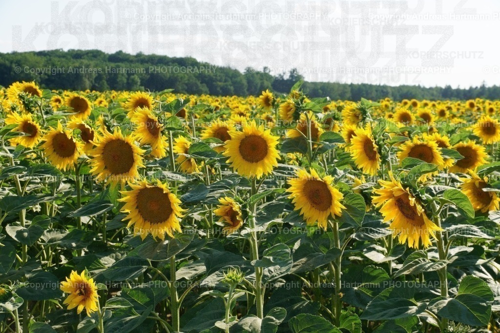 Sonnenblumenfeld | Sonnenblumenfeld - Realisiert mit Pictrs.com