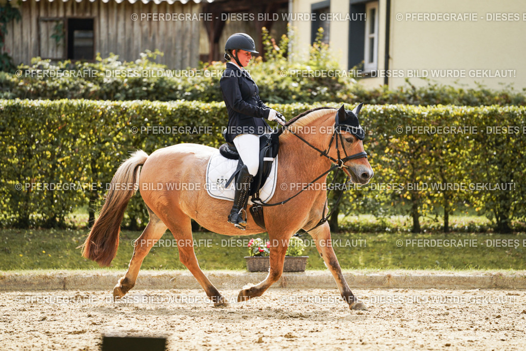 DSC01350 | Pferdegrafie