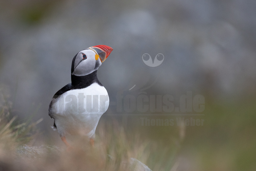 R5NF2967-20230719 | Das Bild zeigt einen Papageitaucher (Fratercula arctica) in Nahaufnahme. Der Vogel steht auf einem Felsen, umgeben von Gras, und blickt mit geneigtem Kopf nach oben. Sein farbenfroher Schnabel und das schwarz-weiße Gefieder sind gut erkennbar. - Realisiert mit Pictrs.com