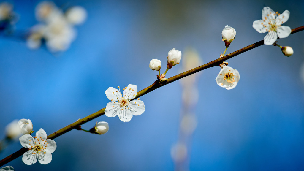 Kirchblüte V | kleinen-fotografie