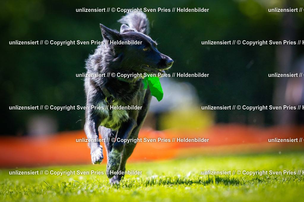 Sven Pries | 2025-08-10 - Hunderennen Durlach - Realisiert mit Pictrs.com