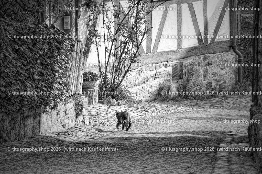 2022-04-29_FT-125_Oberkaufungen_DSC_0410_b-056_pe-02 (Kopie) | titusgraphy-shop: Geschenkideen mit Qualitätsfotos. titusgraphy-shop: gift ideas with quality photos. titusgraphy-shop: idées cadeaux avec photos de qualité.  - Realisiert mit Pictrs.com