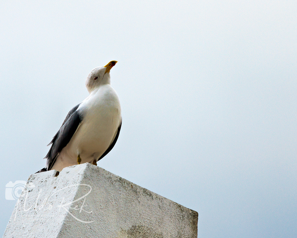 Mittelmeermöwe7 | Entdecken Sie Fotografie aus Leidenschaft: Auftragsfotografie, HD-Fotos, Geschenkartikel aus Ihren Bildern und vieles mehr. Beauftragen Sie uns für besondere Momente!