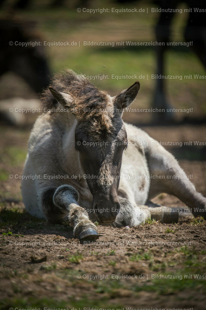 20150711_TOMsPiC_0208 | equistock