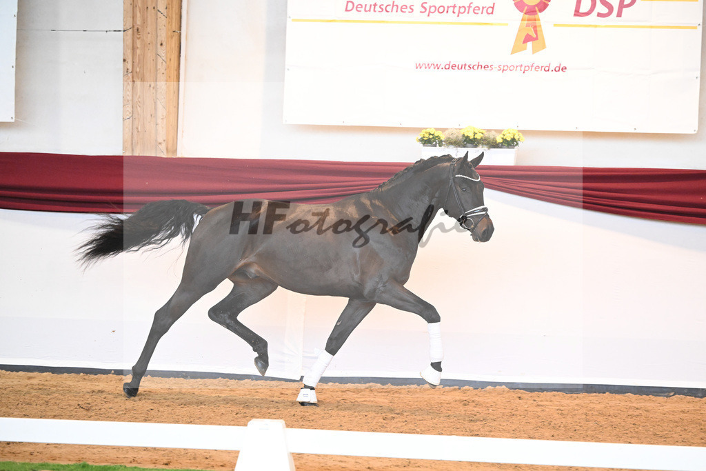 Kat-Nr. 42 v. Maracana_Sommer_66220594 | hf-fotografie - Realizzato con Pictrs.com
